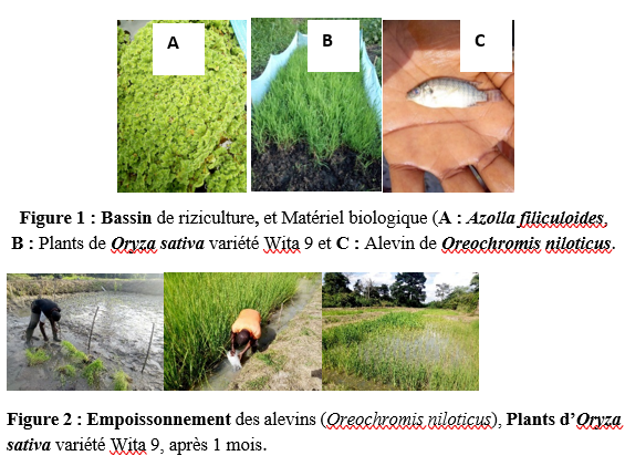 Rizipisciculture enrichie à l’Azolla pour renforcer la sécurité alimentaire
