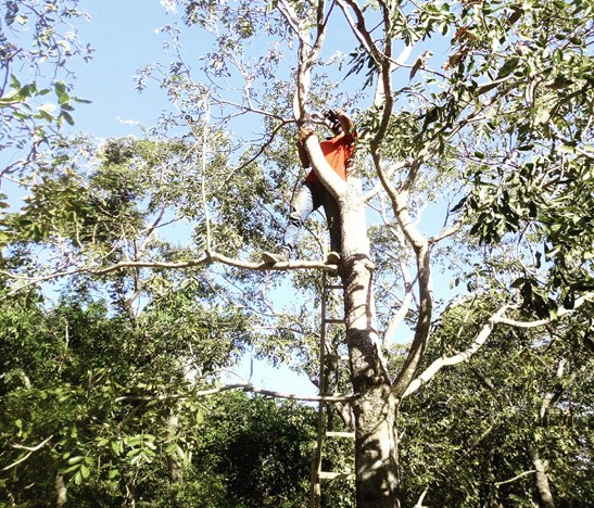 Optimiser “site × génotype” des reboisements à l'aide de signatures architecturales