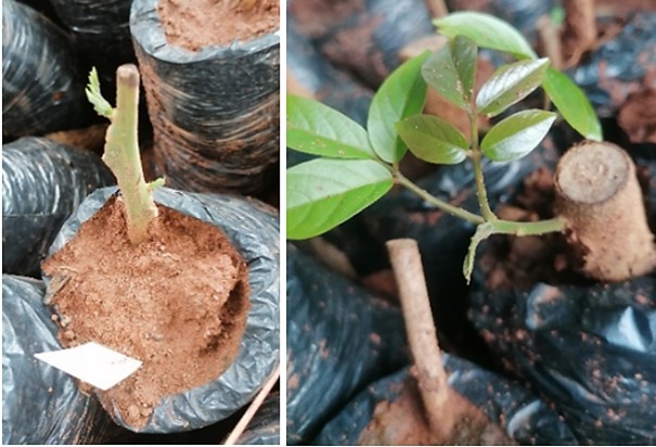 Appui aux pépinières et à la conservation de Dao ou N'Dabo (Trichoscypha arborea)