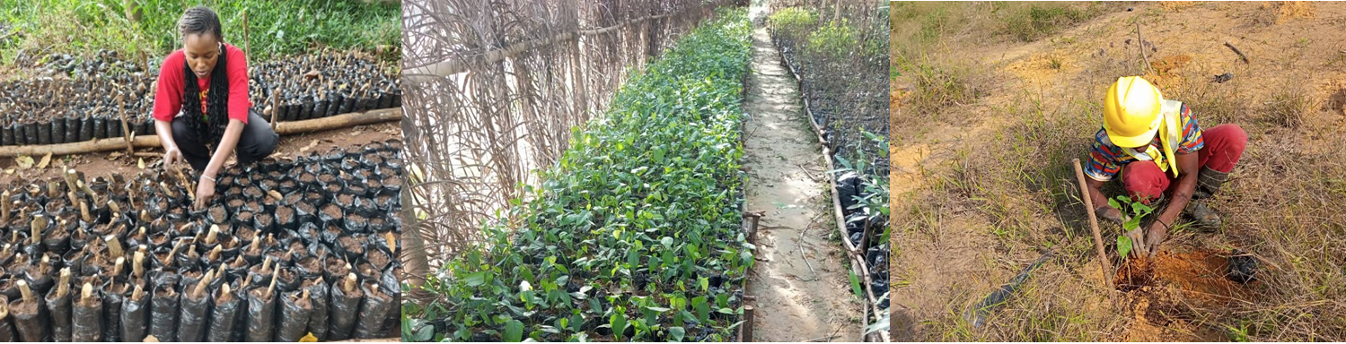 Semences d’espèces locales pour re-végétalisation et restauration de sites