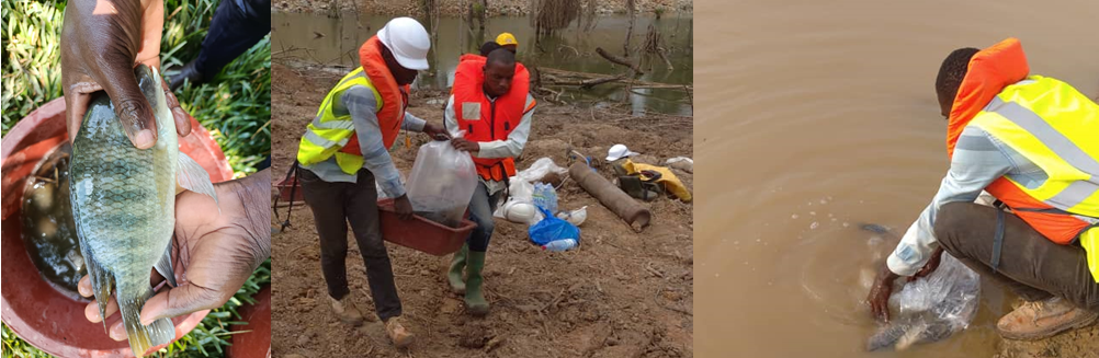 Alevins de poissons pour l’ensemencement des cours d’eau et l’appui à la pisciculture