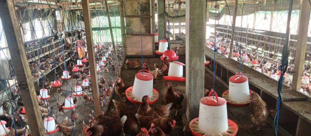 Bâtiment d’élevage de poule pondeuse optimisé "YAPI-20.25" : augmenter la densité au m²